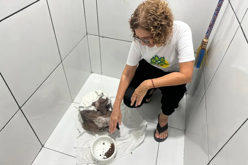 Associação Piauiense de Proteção e Amor aos Animais