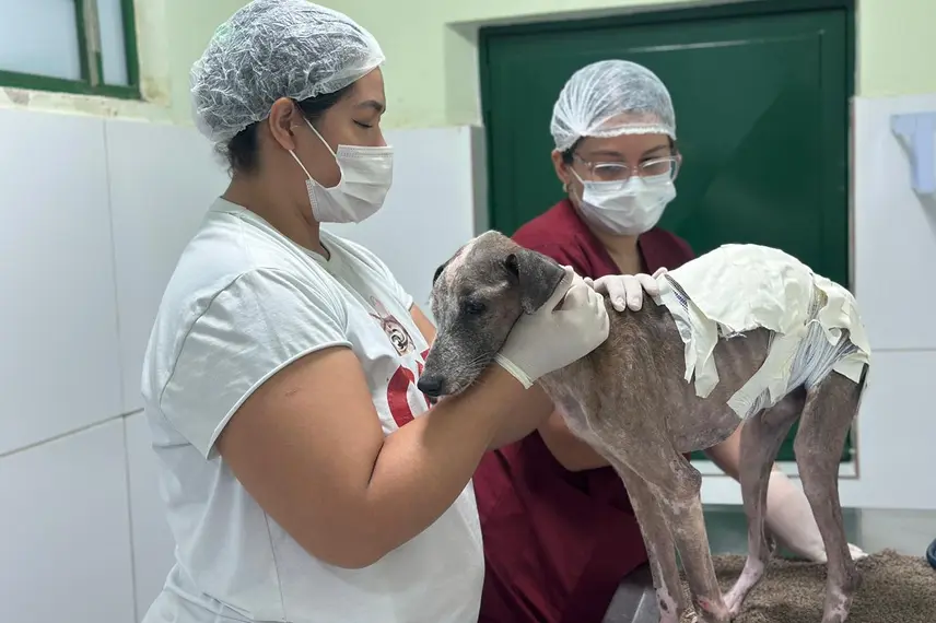 Associação Piauiense de Proteção e Amor aos Animais