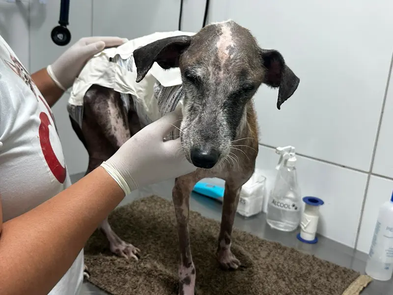 Associação Piauiense de Proteção e Amor aos Animais