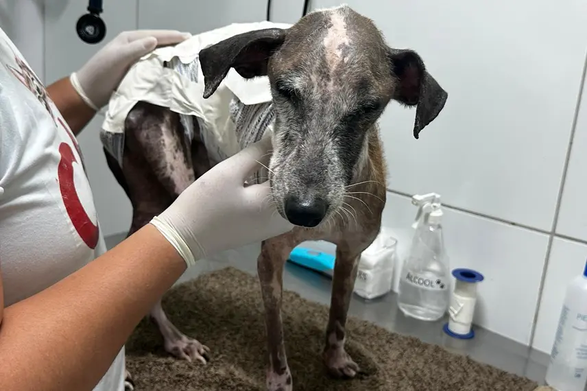 Associação Piauiense de Proteção e Amor aos Animais