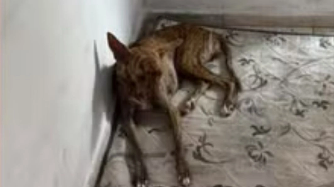 Cadela abusava sexualmente