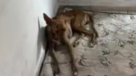 Cadela abusava sexualmente (Foto: Reprodução)