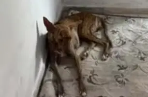 Cadela abusava sexualmente (Foto: Reprodução)