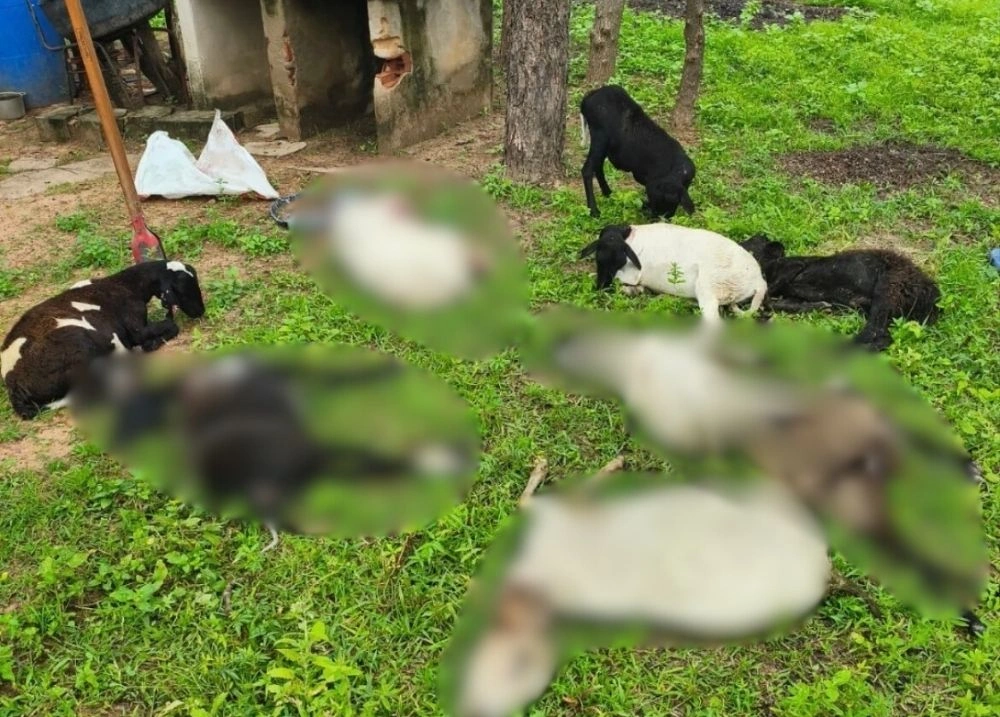 Cães invadem propriedade e matam 10 ovelhas na zona rural de Beneditinos