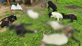 Cães invadem propriedade e matam 10 ovelhas na zona rural de Beneditinos (Foto: Reprodução)