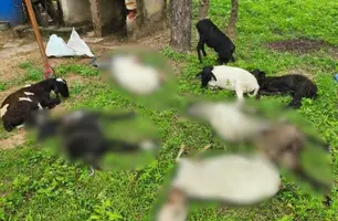 Cães invadem propriedade e matam 10 ovelhas na zona rural de Beneditinos (Foto: Reprodução)
