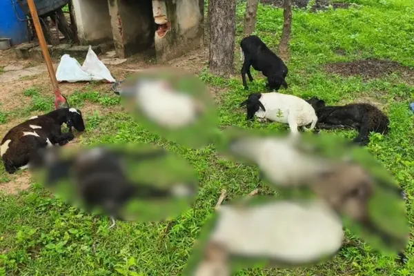 Cães invadem propriedade e matam 10 ovelhas na zona rural de Beneditinos