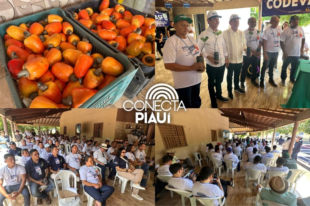Codevasf realiza Dia de Campo e fortalece cajucultura no Piauí