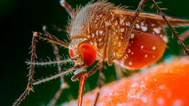 Com o resultado foi possível afirmar que o alcance do surto de 2023 para 2024 foi semelhante ao do surto anterior no estado, em 1980-1981. (Foto: Reprodução/ CRMV-SP)