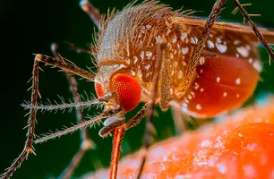 Com o resultado foi possível afirmar que o alcance do surto de 2023 para 2024 foi semelhante ao do surto anterior no estado, em 1980-1981. (Foto: Reprodução/ CRMV-SP)