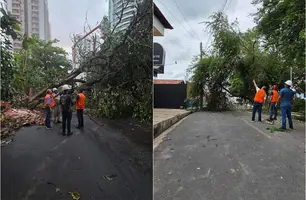 CREA-PI alerta para riscos de queda de árvores em Teresina no período chuvoso (Foto: Reprodução)