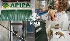 Dia do Animal: abrigo da APIPA busca novos lares para animais resgatados
