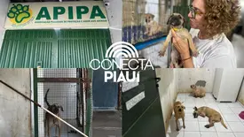 Dia do Animal: abrigo da APIPA luta para salvar e acolher pets (Foto: Conecta Piauí)