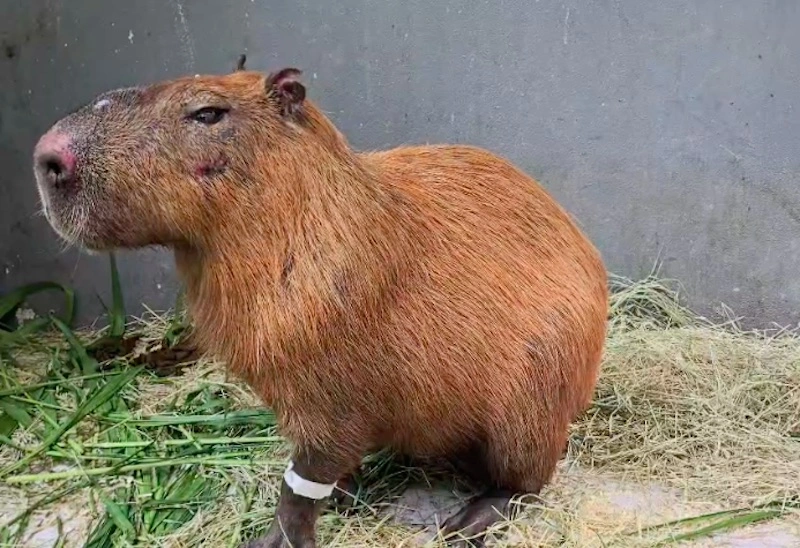 Ibama aplica pela primeira vez a Lei Orelha e multa grupo em R$ 160 mil por ataque a capivara