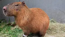 Ibama aplica pela primeira vez a Lei Orelha e multa grupo em R$ 160 mil por ataque a capivara (Foto: Reprodução/ CBN)