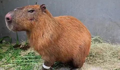 Ibama aplica pela primeira vez a Lei Orelha e multa grupo em R$ 160 mil por ataque a capivara