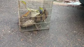 Jacarés surpreendem moradores após dias de chuva em São Raimundo Nonato (Foto: Reprodução)