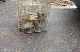 Jacarés surpreendem moradores após dias de chuva em São Raimundo Nonato (Foto: Reprodução)