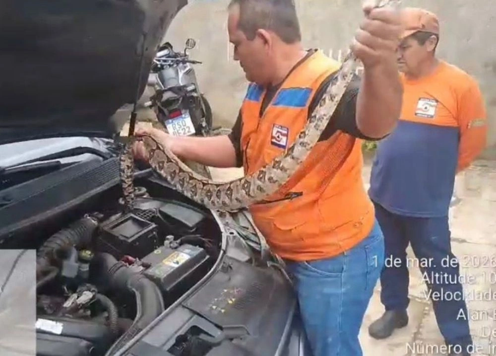 Jiboia de 1,5m invade motor de carro e mobiliza Defesa Civil em Campo Maior