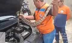 Jiboia de 1,5m invade motor de carro e mobiliza Defesa Civil em Campo Maior