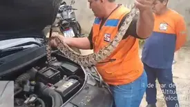 Jiboia de 1,5m invade motor de carro e mobiliza Defesa Civil em Campo Maior (Foto: Reprodução)