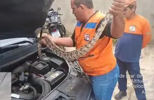 Jiboia de 1,5m invade motor de carro e mobiliza Defesa Civil em Campo Maior (Foto: Reprodução)
