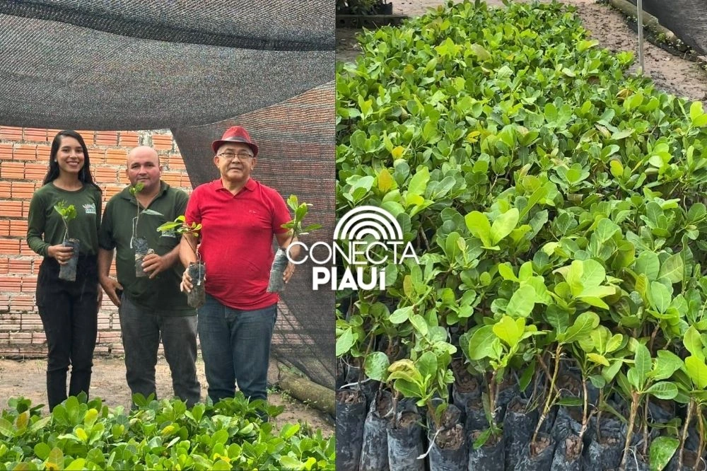 Município de São João do Arraial recebe 2.500 mudas de caju