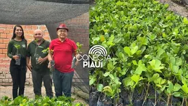 Município de São João do Arraial recebe 2.500 mudas de caju (Foto: Reprodução)