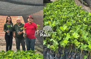 Município de São João do Arraial recebe 2.500 mudas de caju (Foto: Reprodução)