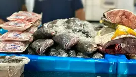 Peixes (Foto: Pedro Melo/Conecta Piauí)