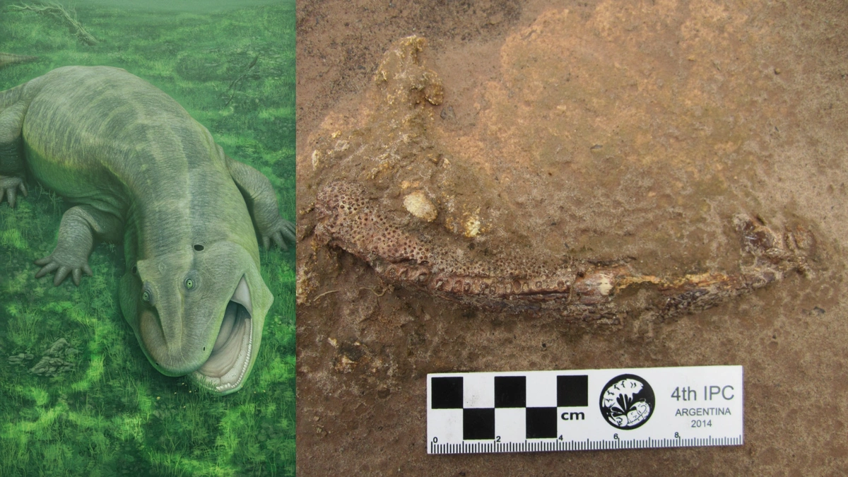 Pesquisa da UFPI descobre nova espécie de anfíbio a partir de fóssil com traços inéditos no Brasil