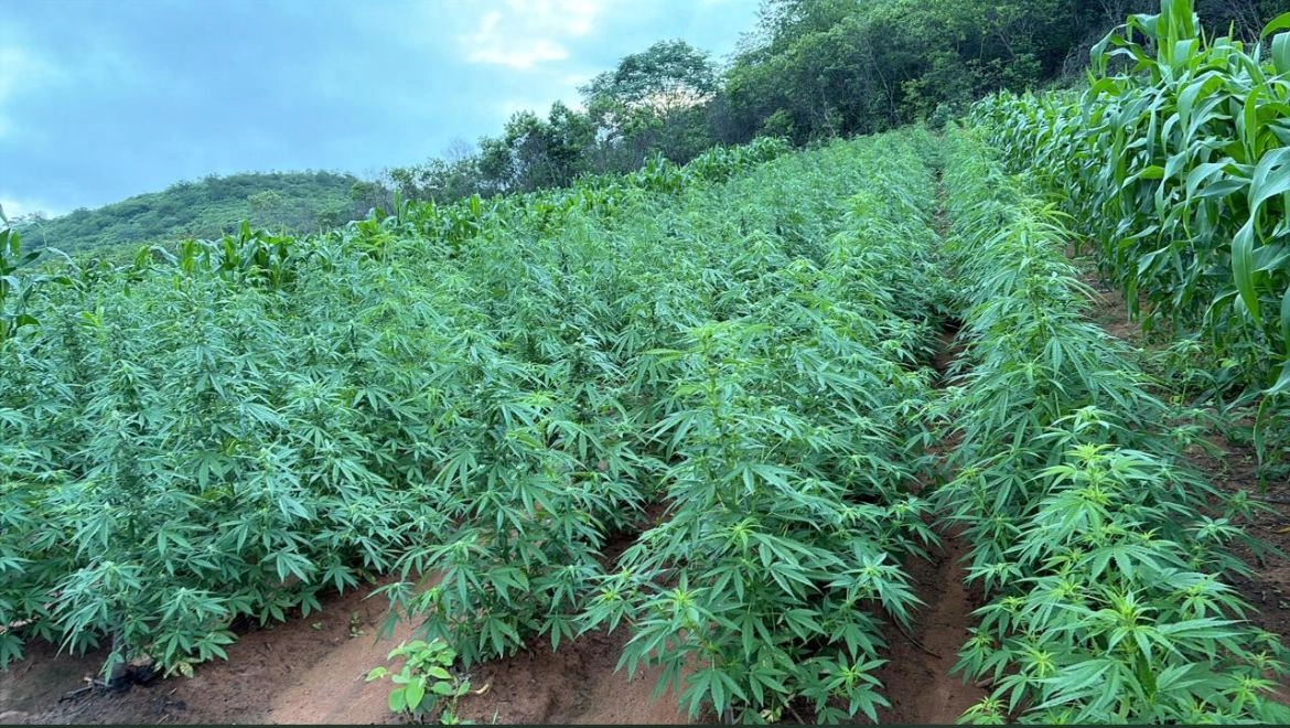 Polícia encontra plantação com mais de 100 mil pés de maconha no Sul do Piauí