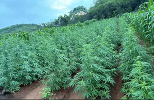 Polícia encontra plantação com mais de 100 mil pés de maconha no Sul do Piauí (Foto: Reprodução)