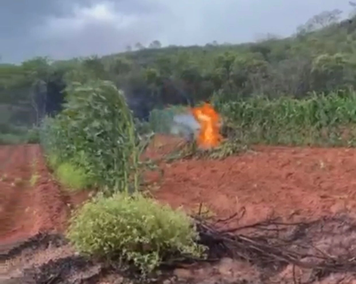 Polícia encontra plantação com mais de 100 mil pés de maconha no Sul do Piauí