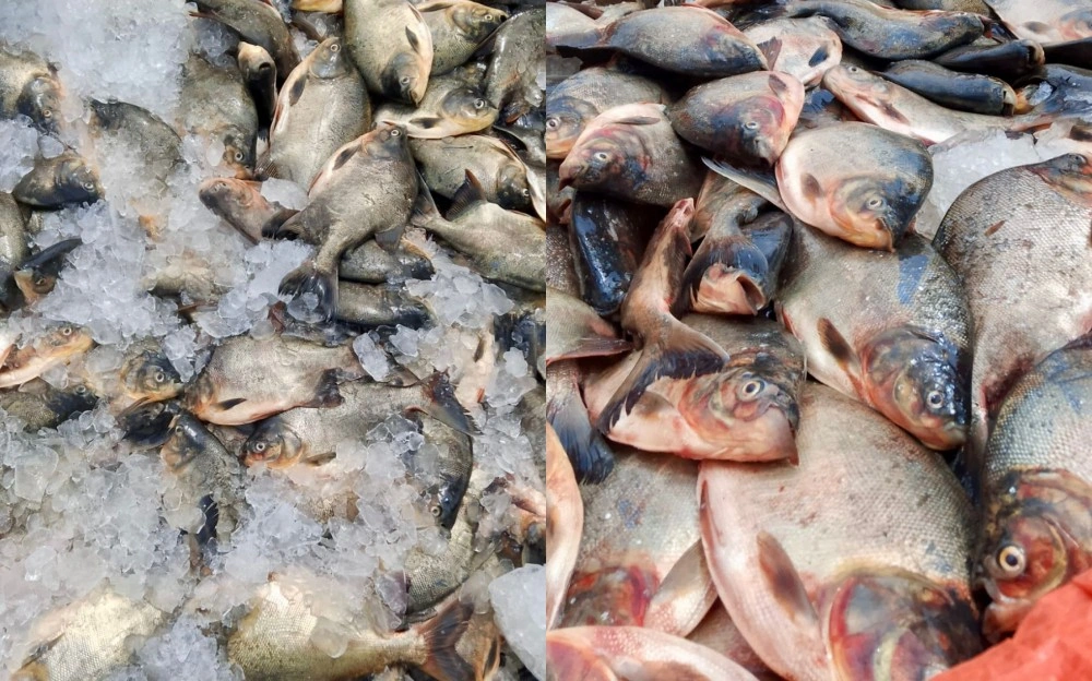 Prefeitura de Hugo Napoleão mantém tradição e distribui peixes na Semana Santa