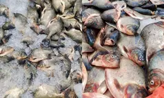 Prefeitura de Hugo Napoleão mantém tradição e distribui peixes na Semana Santa