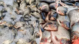 Prefeitura de Hugo Napoleão mantém tradição e distribui peixes na Semana Santa (Foto: Reprodução)