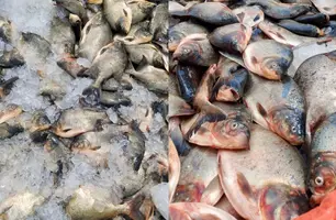 Prefeitura de Hugo Napoleão mantém tradição e distribui peixes na Semana Santa (Foto: Reprodução)