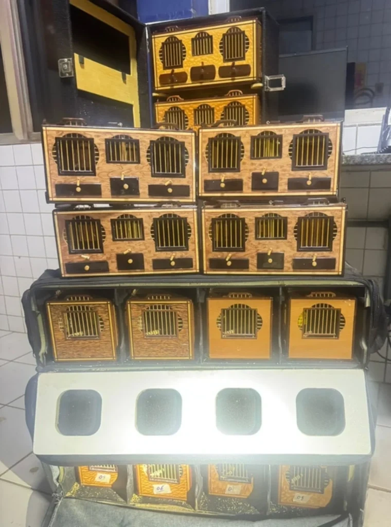 PRF flagra transporte irregular de canário-da-terra sem autorização na BR-316