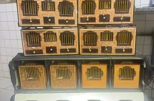 PRF flagra transporte irregular de canário-da-terra sem autorização na BR-316 (Foto: Reprodução)