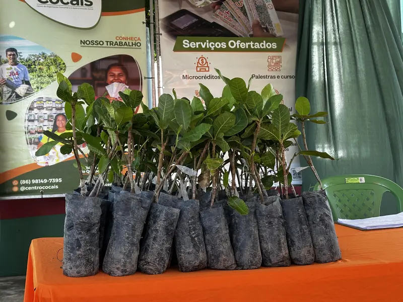 SAF e Centro Cocais lançam prêmio Inova Cocais em São João do Arraial