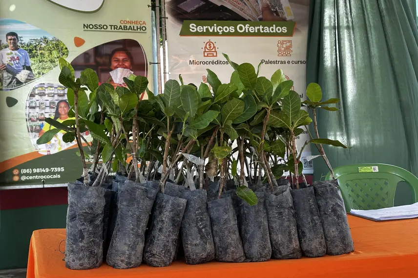 SAF e Centro Cocais lançam prêmio Inova Cocais em São João do Arraial