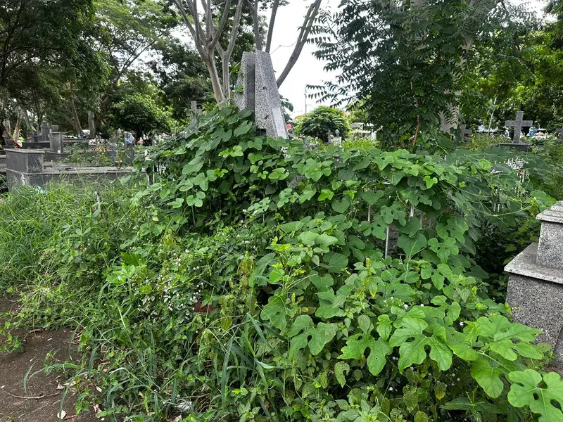 Abandono revolta famílias em cemitério de Teresina e túmulos somem no mato