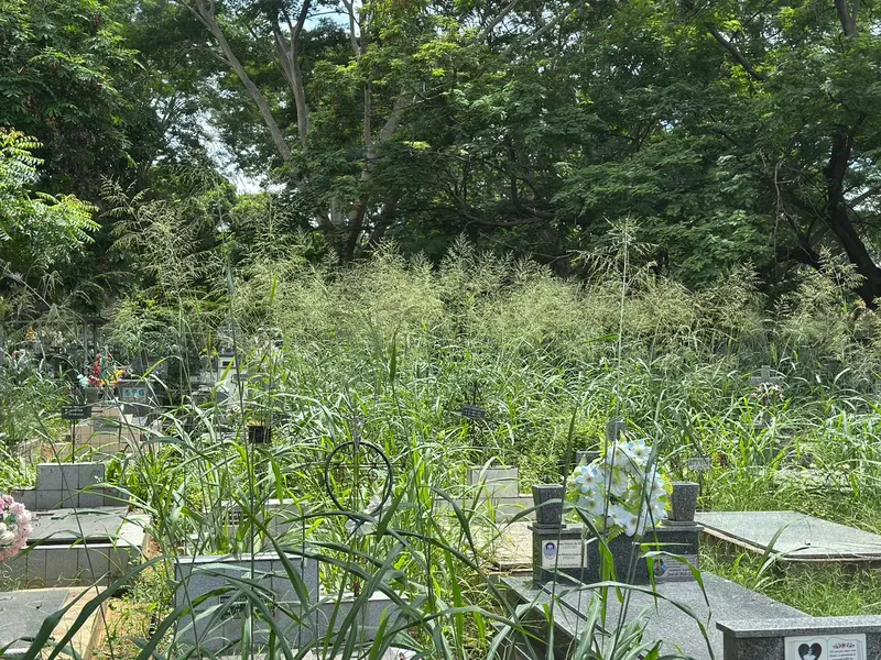 Abandono revolta famílias em cemitério de Teresina e túmulos somem no mato