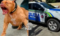 Adolescente de 13 anos é atacado por pitbull e fica gravemente ferido no Piauí