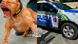 Adolescente de 13 anos é atacado por pitbull e fica gravemente ferido no Piauí (Foto: Reprodução)