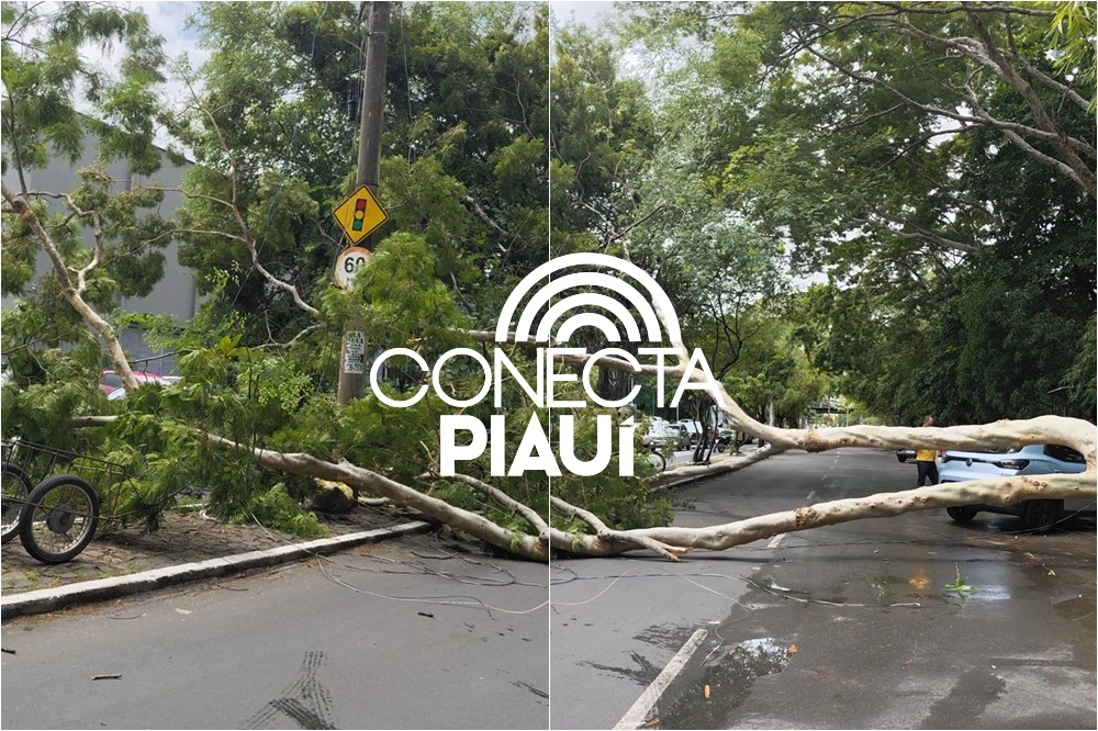 Árvore cai e interdita trecho da avenida Maranhão, perto da Ponte Metálica