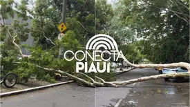 Árvore cai e interdita trecho da avenida Maranhão, perto da Ponte Metálica (Foto: Giscarde Oliveira)