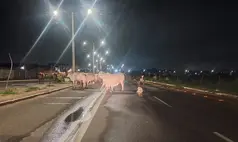 Animais tomam 'Avenida da Morte' em Teresina e moradores cobram soluções