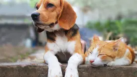 Cães e gatos podem desenvolver bronquite (Foto: Reprodução)